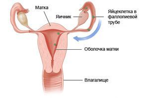 Нейроэндокринный синдром у женщин лечение thumbnail