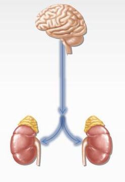 Денервация почечных артерий в клинике ЦЭЛТ в Москве